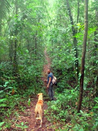 marco dogghy foresta